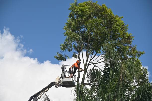 How Our Tree Care Process Works  in  Fort Salonga, NY